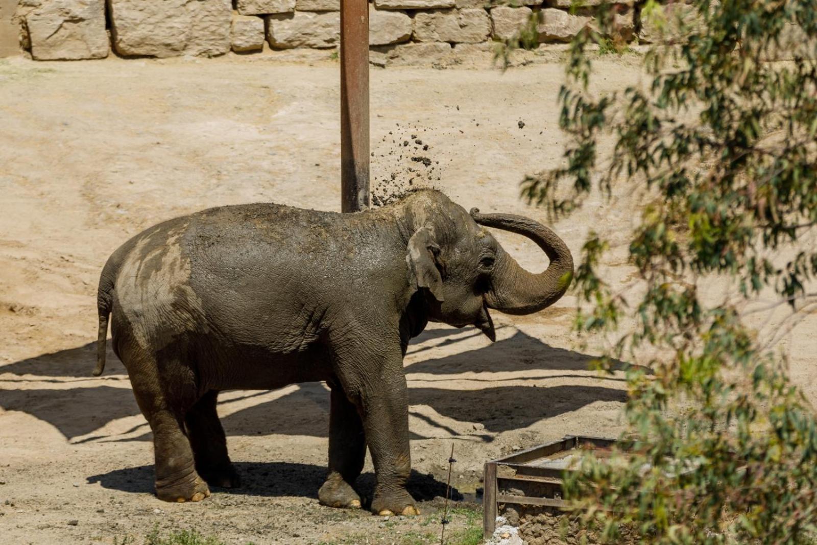 Hotel Selwo Lodge - Animal Park Tickets Included エステポナ エクステリア 写真