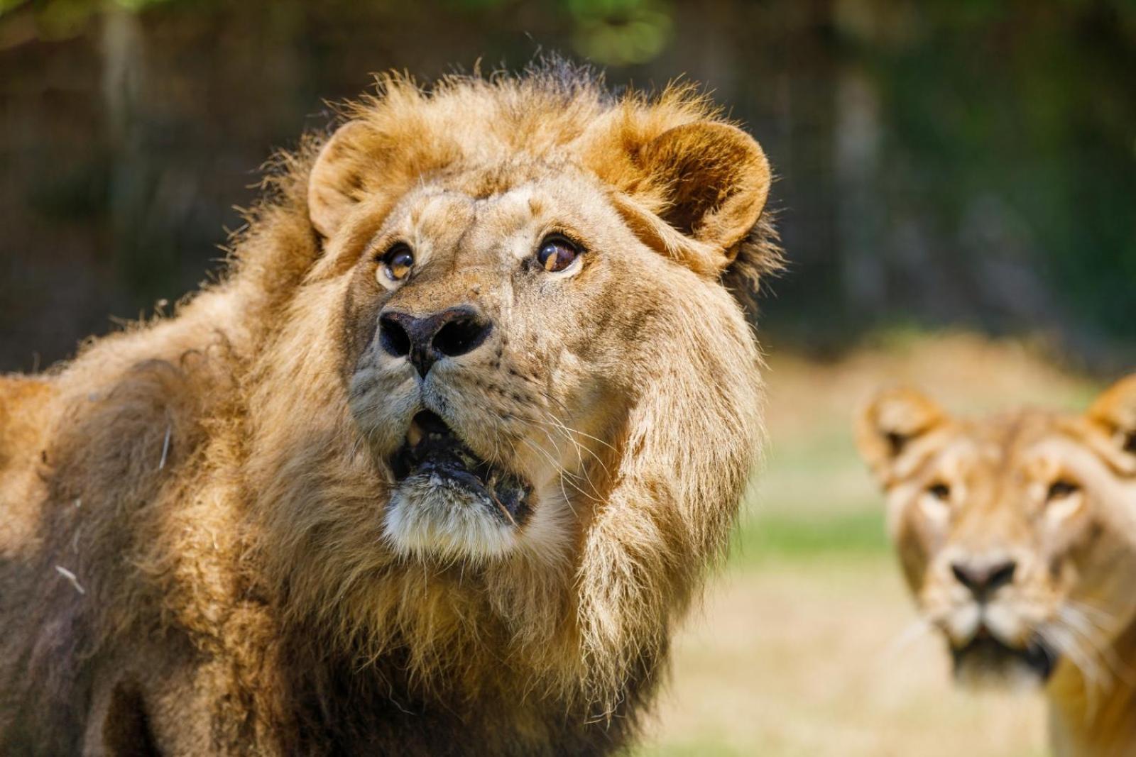 Hotel Selwo Lodge - Animal Park Tickets Included エステポナ エクステリア 写真