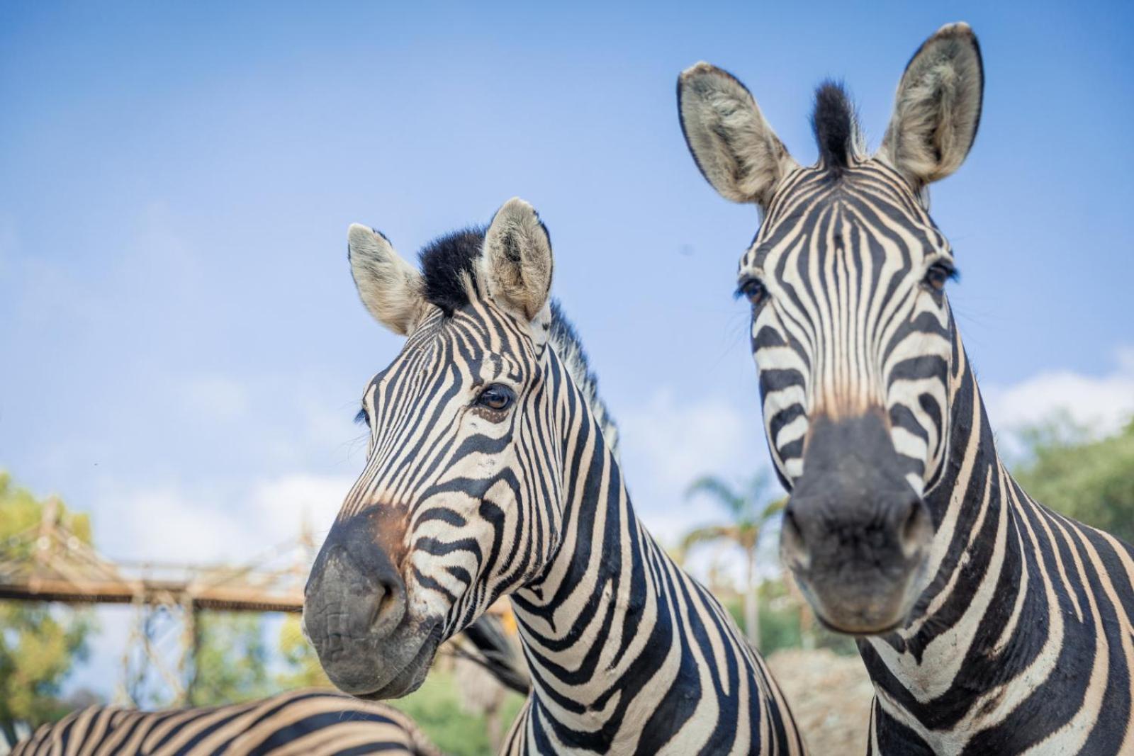 Hotel Selwo Lodge - Animal Park Tickets Included エステポナ エクステリア 写真